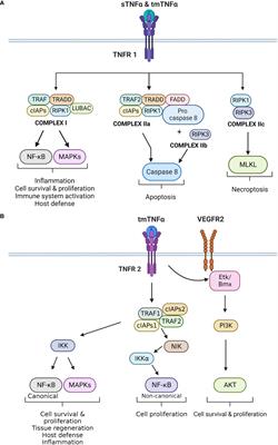 Role of tumor necrosis factor-alpha in the central nervous system: a focus on autoimmune disorders